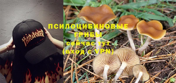 шишки Аркадак